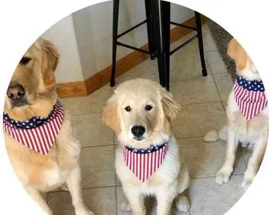 Triangle Scarf Jewelry for Pets: Stylish Accessories for Your Furry Friends - Johns Pet Store