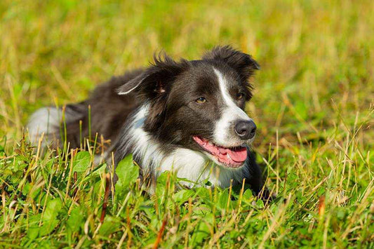 Floss Border Collie Memories: A Heartfelt Tribute to My Childhood Family Pet