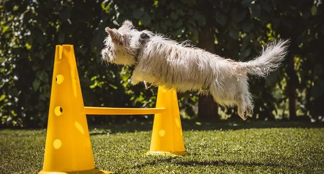 Training Aid - Johns Pet Store 