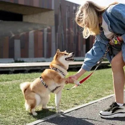 Pets Collection of Collars Harness & Retractable Leads - Johns Pet Store