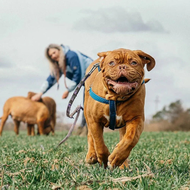 Premium Collar, Harness & Leashes Collection - Johns Pet Store