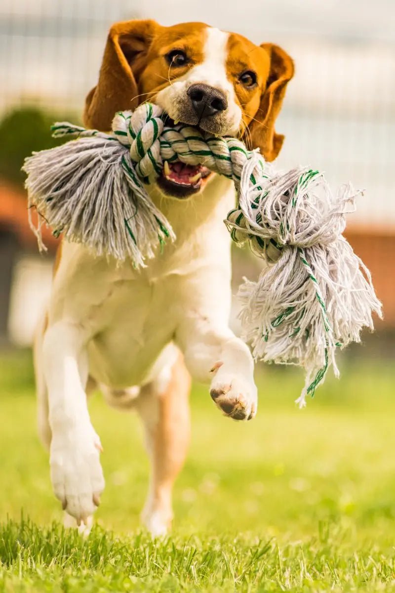 Toys for Creative Play and Learning at Home - Johns Pet Store