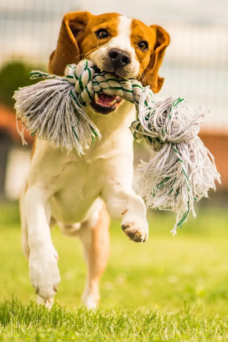 Toys for Creative Play and Learning at Home - Johns Pet Store