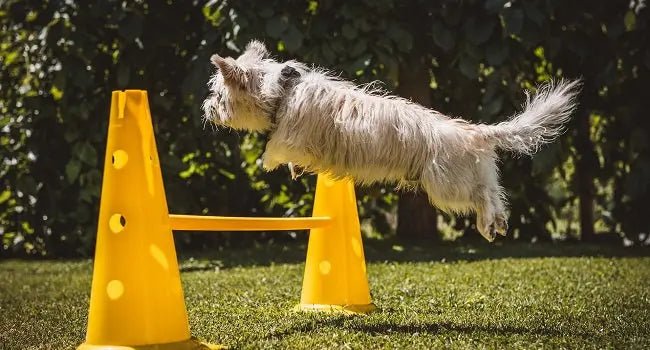 Training Aid Essentials For Effective Learning - Johns Pet Store