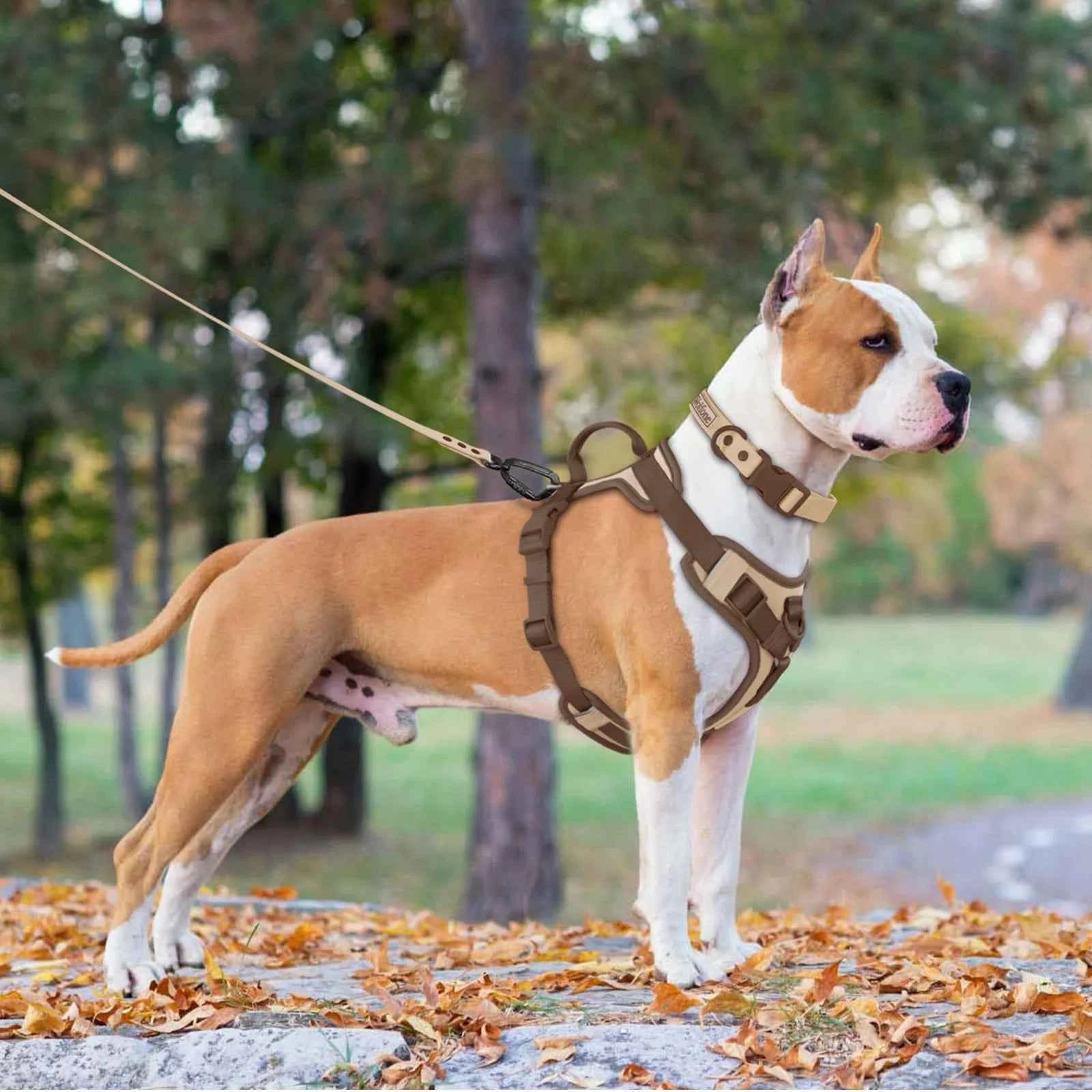 Luxury Dog Harness No Pull - Adjustable Chest Strap for Large and Small Dogs with Customization Options