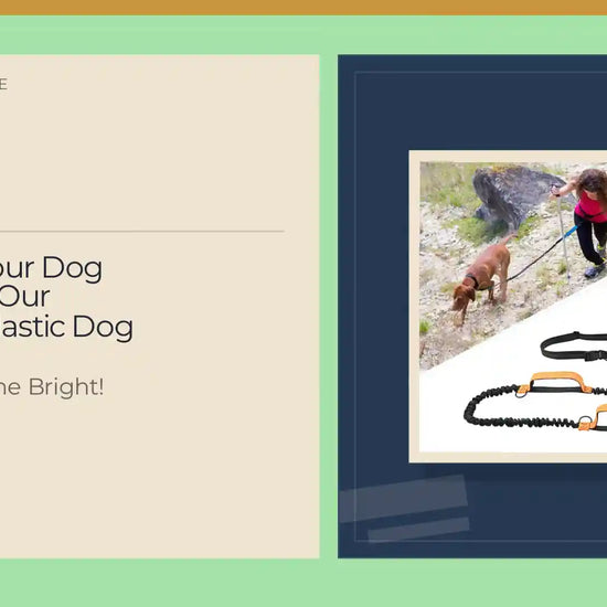 Enhance Your Dog Walks with Our Reflective Elastic Dog Leash by@Outfy